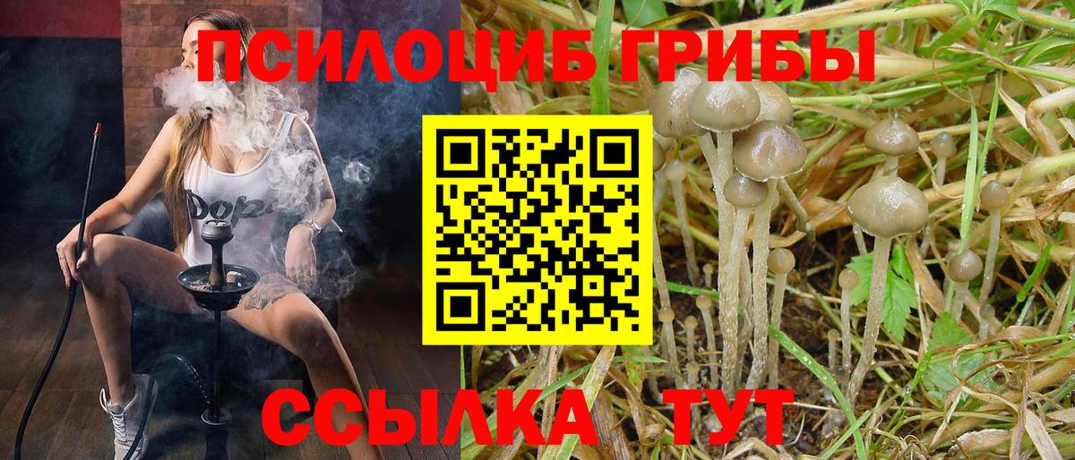 Псилоцибиновые грибы GOLDEN TEACHER  Вход с VPN  Псилоцибиновые грибы Psilocybine cubensis  Алатырь 